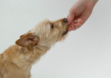 How to Make Healthy and Wholesome Homemade Dog Treats For Your Furry Friend