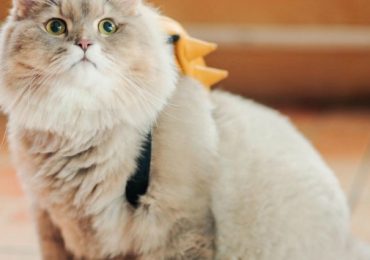 Meet P’Bone, The Fluffiest Cat On Instagram