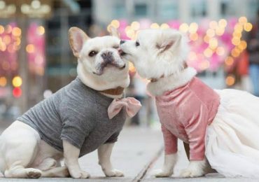 These Dogs Engagement Photos Are The Cutest Thing You’ll See Today
