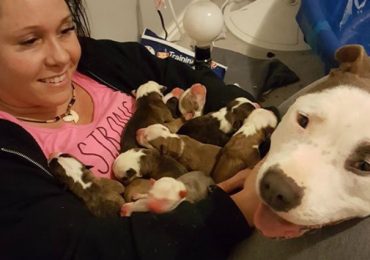Loving Scene Of A Rescue Dog Sharing Her Puppies With Her Foster Mom Will Melt Your Heart