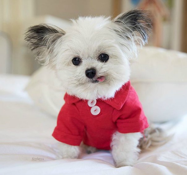 Fall In Love With Norbert, The Adorable Tiny Therapy Dog Who Helps Sick ...