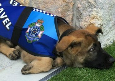 Adorable Police Dog Gets Fired From Being Too Adorable