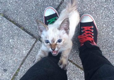 Love At First Sight! Abandoned Cat Chooses Her Human At A Park And Won’t Take No For An Answer