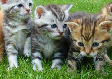 This Vet Clinic Is Offering The Perfect Job For Cat Lovers
