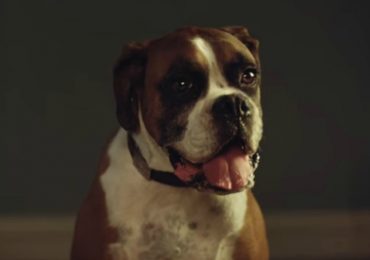 Buster The Boxer Will Melt Your Heart In This Christmas Commercial