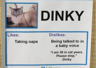 Comedian Gives Cats At Shelter Hilarious Name Tag Cards To Help Them Get Adopted