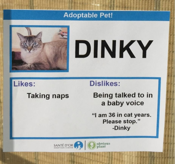 Comedian Gives Cats At Shelter Hilarious Name Tag Cards To Help Them Get Adopted